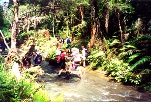 Image of goldiestream4q.jpg