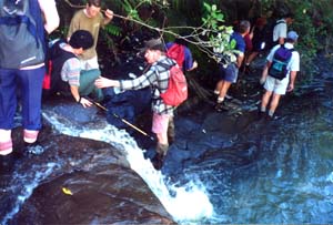 Image of goldiestream5q.jpg