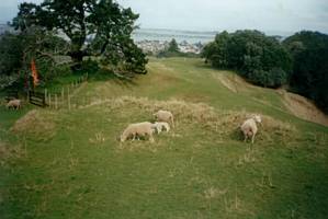 Image of gps02onetreehillpasture.jpg