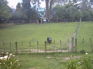 Image of greenhithe03pig.jpg