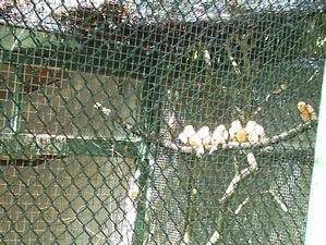 Image of hamiltonapr05aviary2.jpg