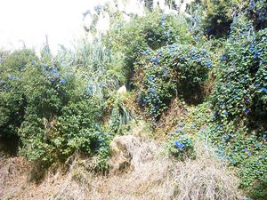 Image of hamiltonapr05convolvulus.jpg