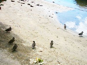 Image of hamiltonapr05lunch3.jpg