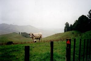 Image of hapuakohe03mistyvalley.jpg