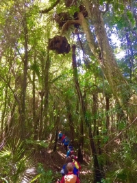 Image of hapuakohe16b.jpg