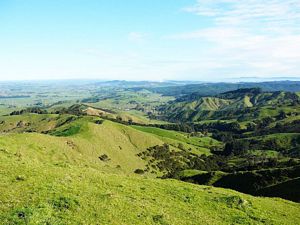 Image of hapuakohejul07e.jpg