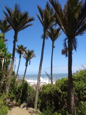 Image of heaphy16g.jpg