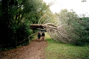 Image of henderson03fallentree.jpg