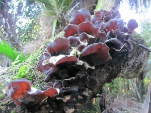 Image of hendersonvalleyjun17c.jpg