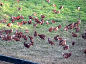 Image of hendersonvalleyjun17m.jpg