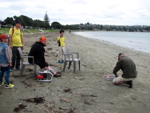 Image of hibiscusapr17c.jpg