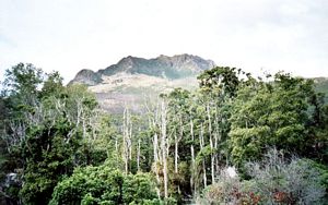 Image of hikurangi05mthikurangi.jpg