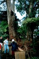 Image of hillsborough02belfasttree.jpg