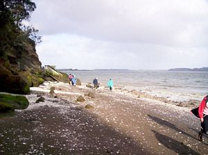 Image of hillsboroughmay07fcbeach.jpg