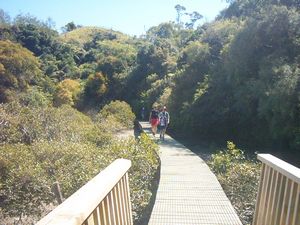 Image of howick04boardwalk.jpg