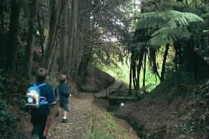 Image of howickgully2q.jpg