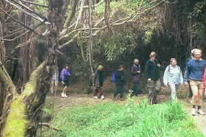 Image of howickgullyq.jpg