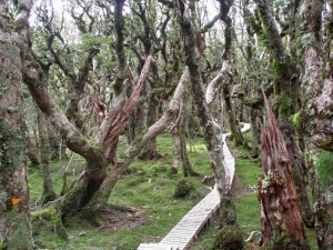 Image of humpridgejan15peterosbgoblinforest.jpg