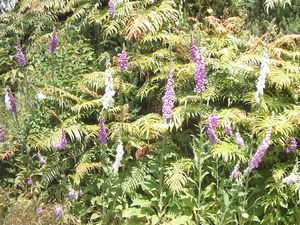 Image of hunuadec04lupins.jpg