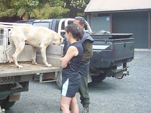 Image of hunuadec04pettingdog2.jpg