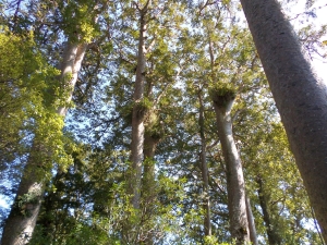 Image of hunuaoct14h.jpg