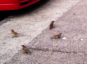 Image of hunuarangesmar06beicecream.jpg