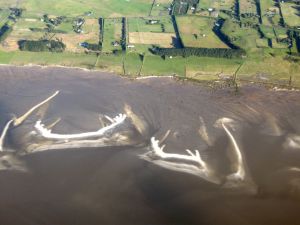 Image of idshellsium.jpg