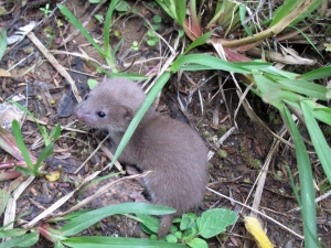 Image of img_0206.jpg