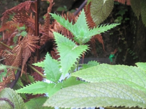 Image of img_9780.jpg