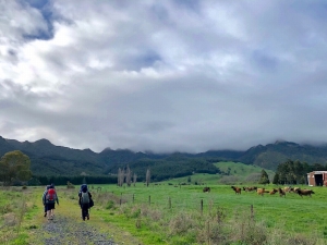 Image of kaimaiaug19a.jpg