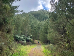 Image of kaimaiaug19b.jpg