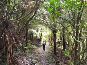 Image of kaimaiaug19c.jpg