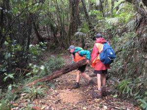 Image of kaimaibeeapr18a.jpg