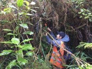 Image of kaimaibeeapr18d.jpg