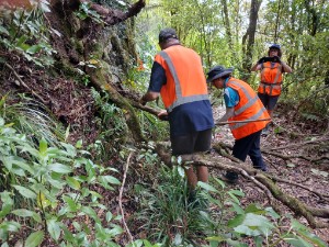 Image of kaimaibeemar26a.jpg