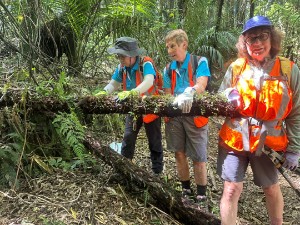 Image of kaimaibeemar26d.jpg