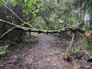 Image of kaimaibeeoct26a.jpg
