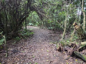 Image of kaimaibeeoct26c.jpg