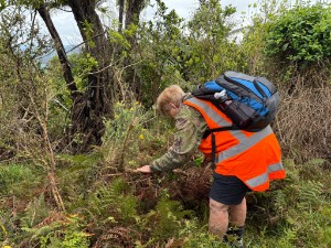 Image of kaimaibeeoct26e.jpg