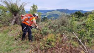 Image of kaimaisbeeoct22b.jpg