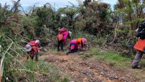 Image of kaimaisbeeoct22c.jpg