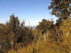 Image of kaimaisep15e.jpg