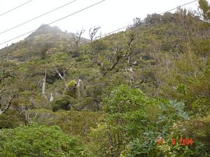 Image of kaimaissept04tearoha28.jpg