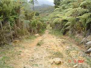 Image of kaimaissept04trackupmtkarangahake.jpg