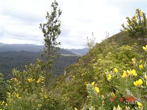 Image of kaimaissept04viewsfrommtkarangahake.jpg