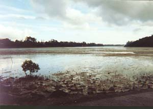 Image of kaipatikibeachq.jpg