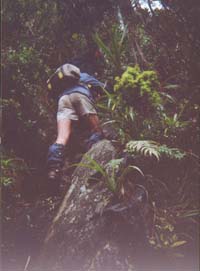 Image of kaitarakihiroyalq.jpg