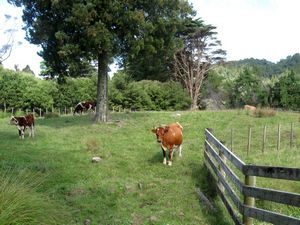 Image of karamaturamar09becows.jpg