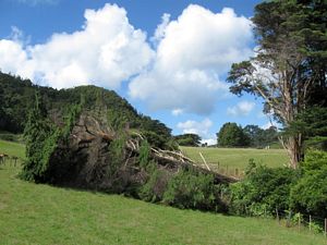 Image of karamaturamar09cafallentree.jpg