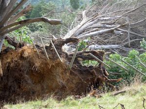 Image of karamaturamar09chtree.jpg